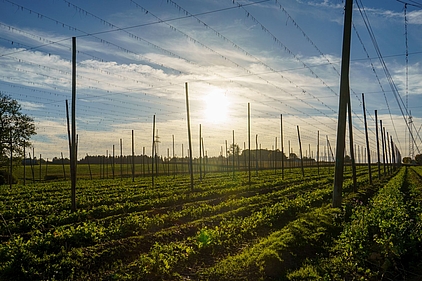 Ein Hopfengarten im Abendlicht