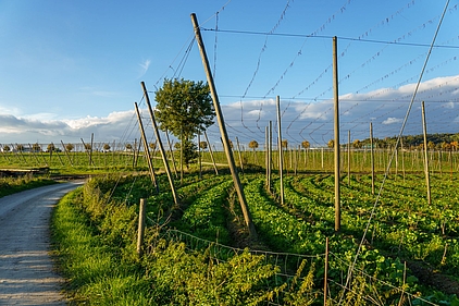 Ein Hopfengarten am Kuglhof